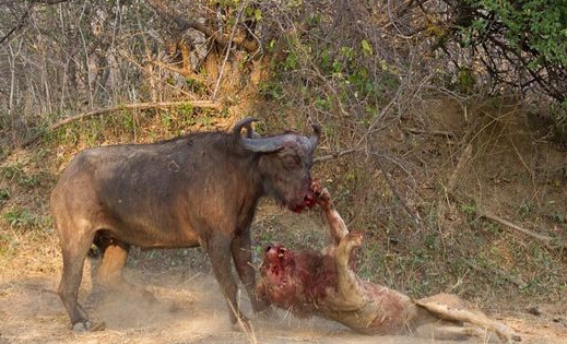 水牛杀死狮子