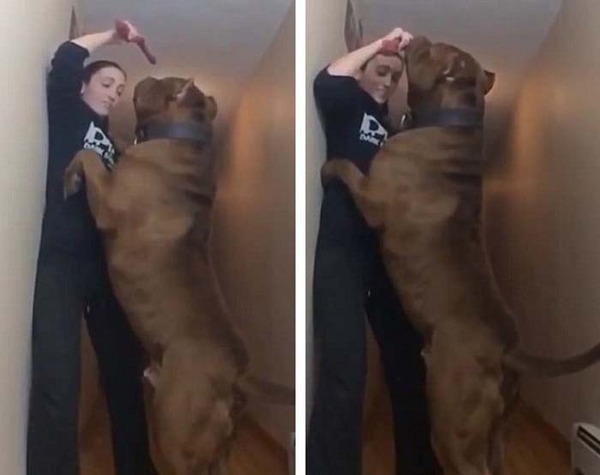 世界最大斗牛犬