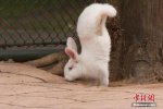 广西兔子倒立行走 广西柳州动物园有一只兔子前脚倒