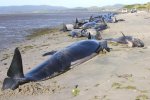 大量鲸新西兰搁浅 新西兰南岛的送别角被称为鲸墓地