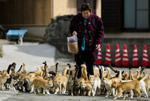 日本猫岛现在还在 不少游客到日本猫岛旅游其实就几