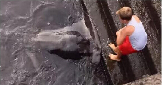 外国一男孩与鳐鱼成好友