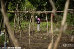 留学生家长种菜 中国家长在耶鲁大学种菜
