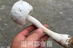 永嘉桥下镇吴山村误食毒蘑菇已致2人死亡 毒蘑菇是