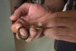 买绿萝孵出小蛇 盆栽里竟然有13个蛇蛋