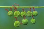 蚂蚁搬运果实 印尼丛林蚂蚁搬运合欢树果实