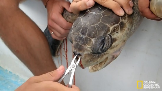 海龟鼻中拔出吸管