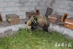 大熊猫偷吃蜂蜜 这不是现实版的《熊出没》吗