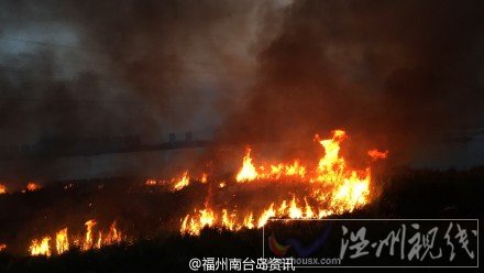 浦上大桥下 乌龙江边草地大火