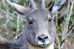 温州文成三名老汉猎杀国家二级保护动物鬣羚被刑拘