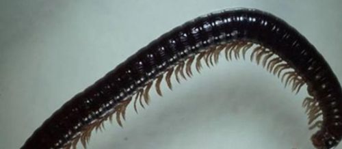 俄罗斯发现新型蜈蚣