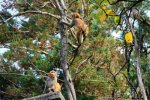 泸山现猴患 四川泸山景区猴子太多成猴患