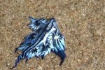 澳海滩现奇特生物 名为大西洋海神海蛞蝓