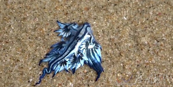 澳海滩现奇特生物 名为大西洋海神海蛞蝓