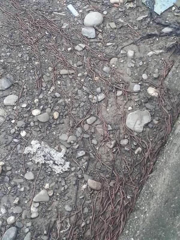 蚯蚓集体大逃亡