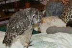 贵州男子捕猎猫头鹰领角鸮被判刑 猫头鹰是国家二级