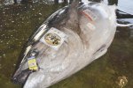日本捕获417公斤重金枪鱼