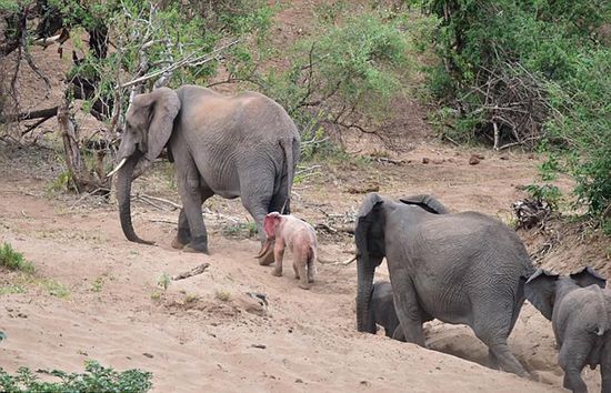 罕见粉红色幼象