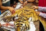 印尼农民宰杀老虎吃肉 保护动物遭宰杀