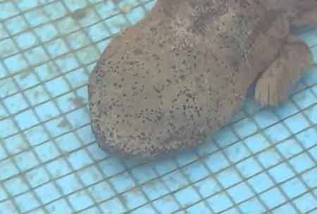 净水厂现四脚鱼