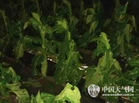 福建强对流天气 永定 永安 南靖大风暴雨还下冰雹