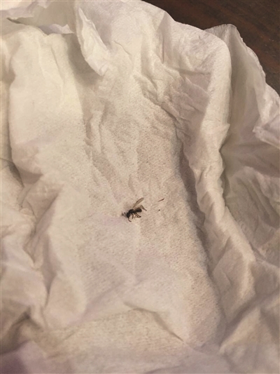 女子被虫叮咬后休克 隐翅虫咬人