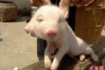 母猪产下双头崽 云南弥渡县有一头母猪产下双头猪
