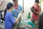 医生为巨蟒切肿瘤 泰国兽医技术高明
