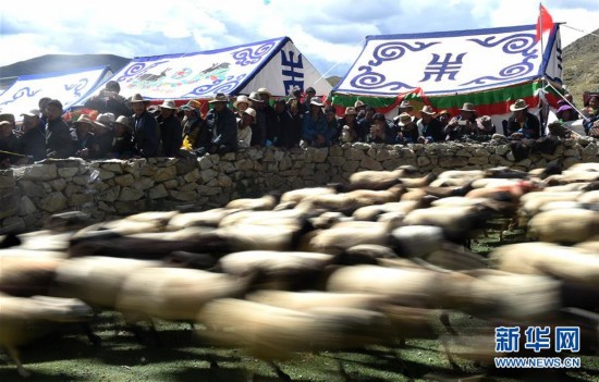 西藏数羊头比赛