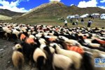 西藏数羊头比赛是当地传统节日