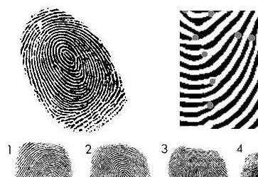 <a href='http://search.xinmin.cn/?q=罪犯' target='_blank' class='keywordsSearch'>罪犯</a>的噩梦:指纹<a href='http://search.xinmin.cn/?q=鉴定技术' target='_blank' class='keywordsSearch'>鉴定技术</a>获重大突破