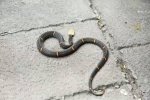 宁波发现全国第一毒蛇白头蝰