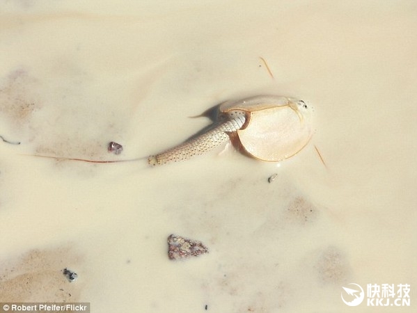 澳洲现史前动物盾虾