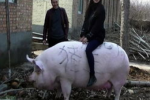 猪王被美女当牛骑 郑州“猪王”重1500斤
