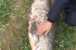 男子钓巨无霸大鱼