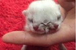 沈阳现双头三眼猫 双头猫双面猫