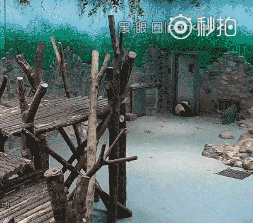 熊猫遭粗鲁对待