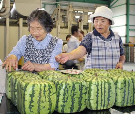 日本开卖方形西瓜