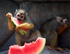 猴子吃西瓜 泉州野生动物园的猴子纳凉