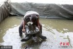 福建水池内现神秘巨鼋