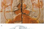 科学家发现混元兽 白垩世哺乳动物化石