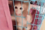 直播养猴牵出大案 饲养保护动物违法