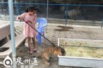 9岁女孩遛老虎 这宠物无敌了