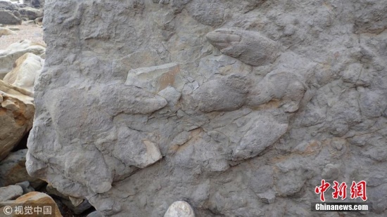 英国发现恐龙脚印化石