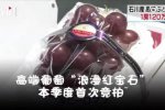 日本高级葡萄一串120万日元 日本天价葡萄一颗要32