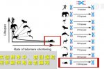 端粒缩短率可以预测物种寿命 影响动物寿命因素或被