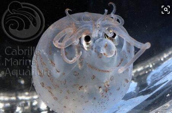 海底发现小猪乌贼