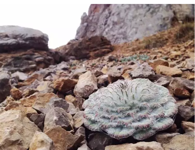 摘濒危植物煮泡面