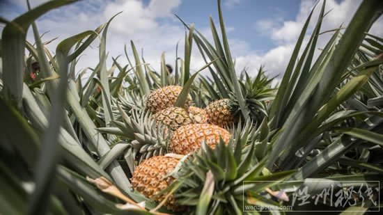 台湾菠萝降价竞争出口日本