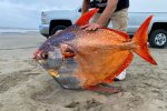 俄勒冈海滩发现罕见热带鱼月鱼 漂亮的Opah鱼